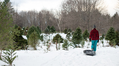 How to Harvest Your Own Christmas Tree on Public Land