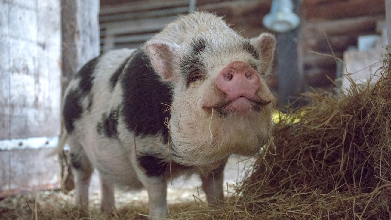 5 Things You Need to Start Raising Pigs