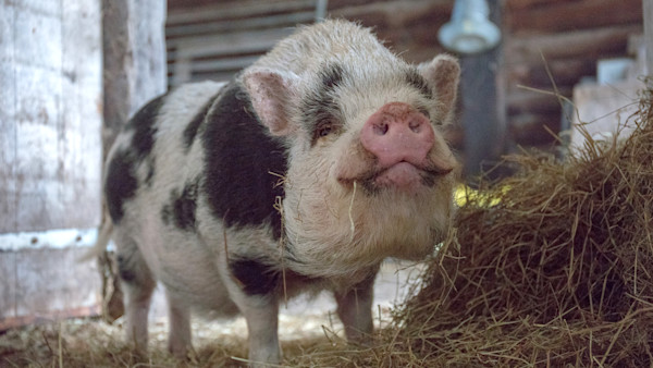 5 Things You Need to Start Raising Pigs