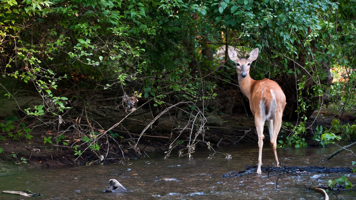 How to Scout and Hunt Southern Streams