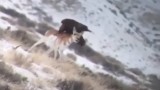 Video: Golden Eagle Eats Pronghorn Alive