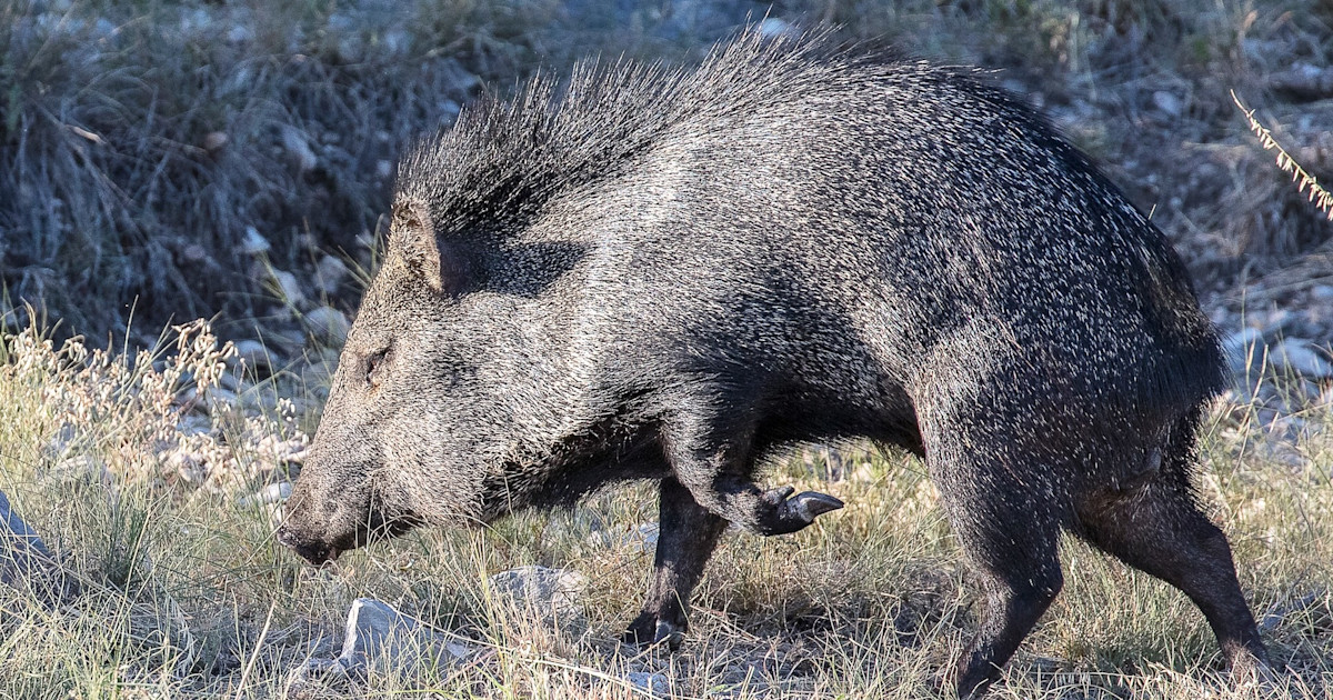 Javelina: The Nontypical Pig Javelina: The Nontypical Pig