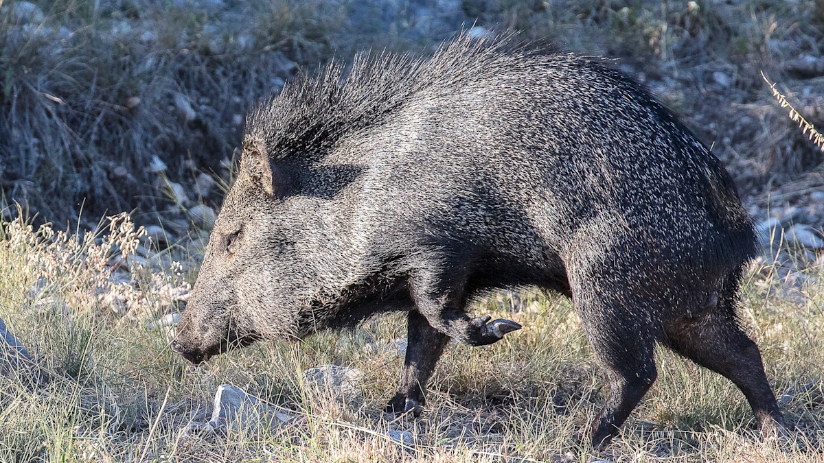Javelina: The Nontypical Pig