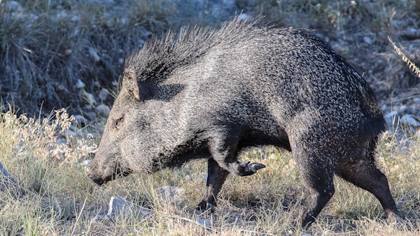 Javelina: The Nontypical Pig