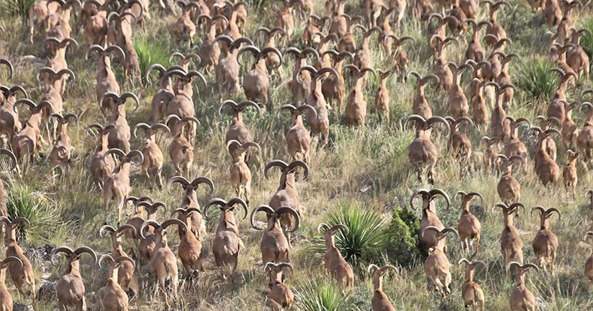 This Invasive Species Is Decimating Native Wildlife in Texas (And It’s Not Feral Hogs) This Invasive Species Is Decimating Native Wildlife in Texas (And It’s Not Feral Hogs)