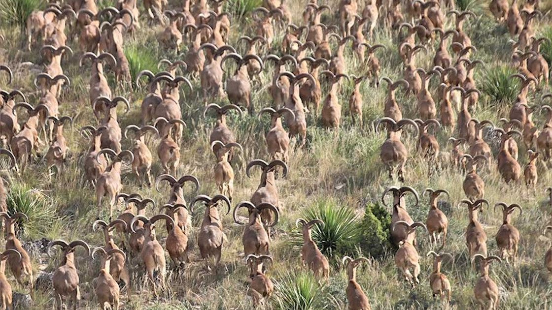 This Invasive Species Is Decimating Native Wildlife in Texas (And It's Not Feral Hogs)
