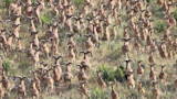 tpaa-herd-aoudad-sheep.jpg