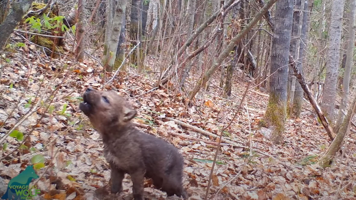 Video: Wolf Pup Howls for First Time