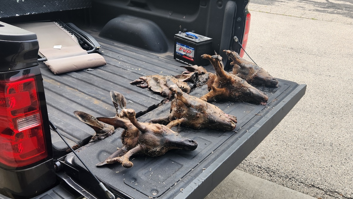 poached buck heads