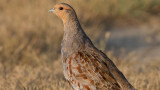 A Guide to Hunting Hungarian Partridge