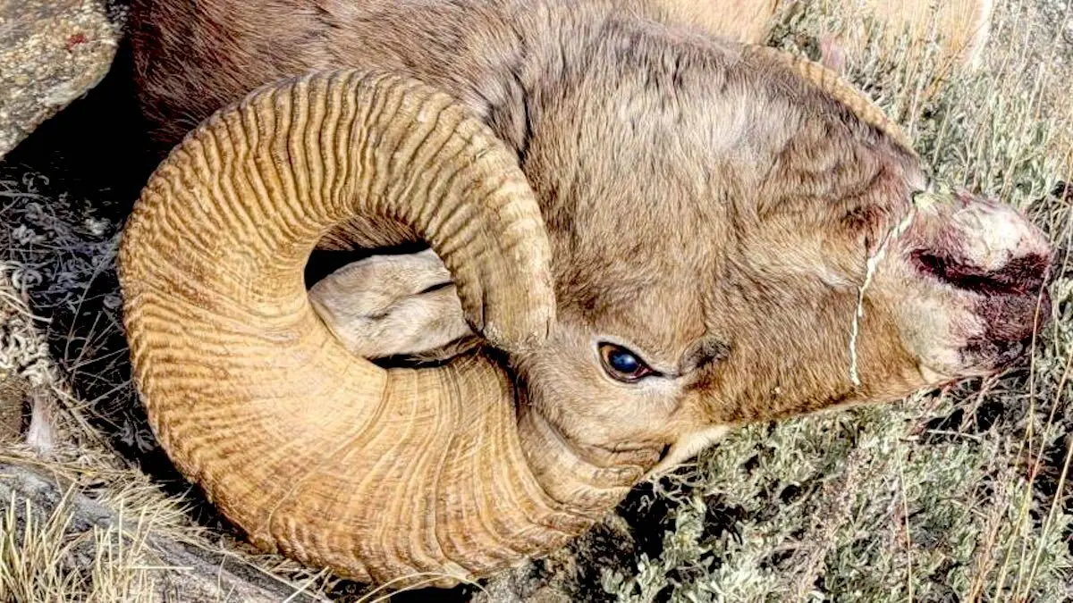 POACHER BUSTED FOR KILLING BIGHORN SHEEP HE THOUGHT WAS AN ELK The