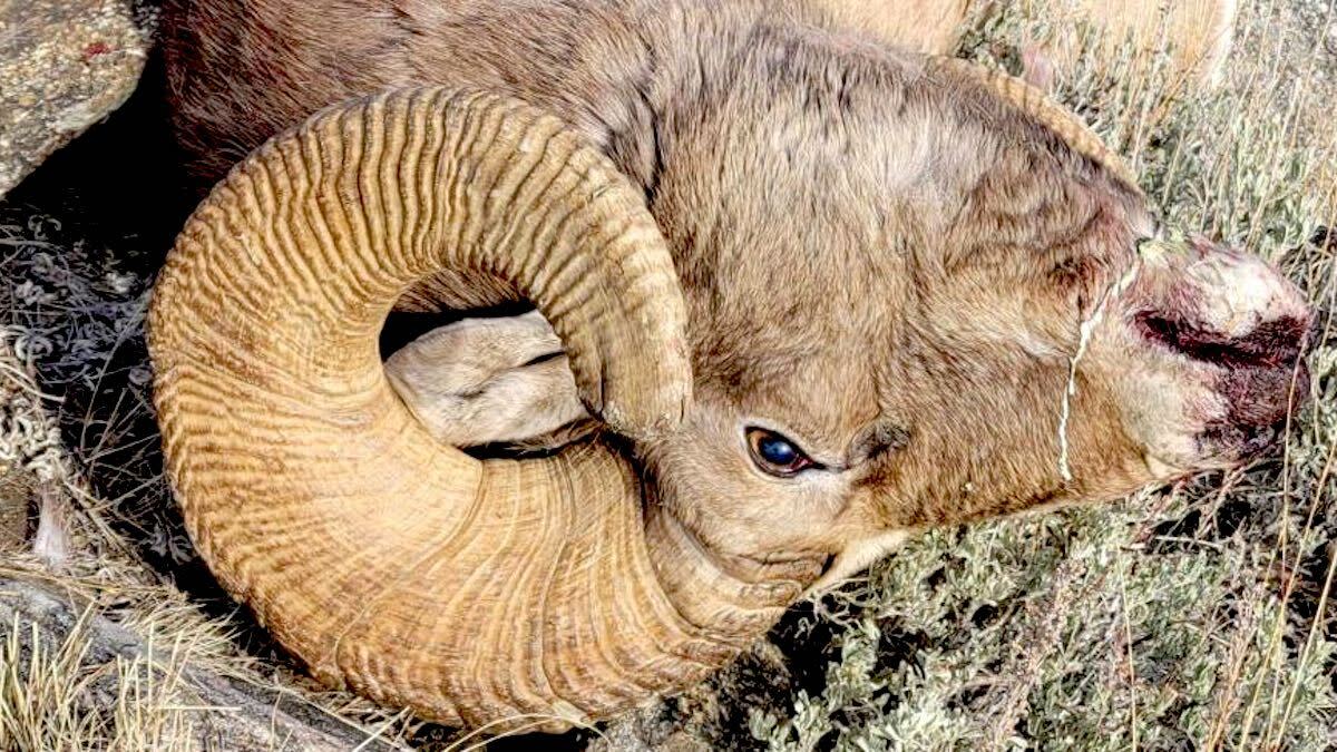 Poacher Busted For Killing Bighorn Sheep He Thought Was an Elk