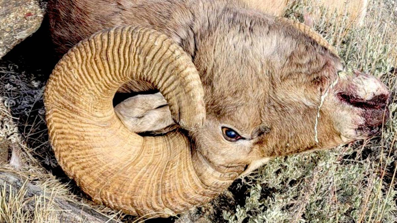 Poacher Busted For Killing Bighorn Sheep He Thought Was an Elk