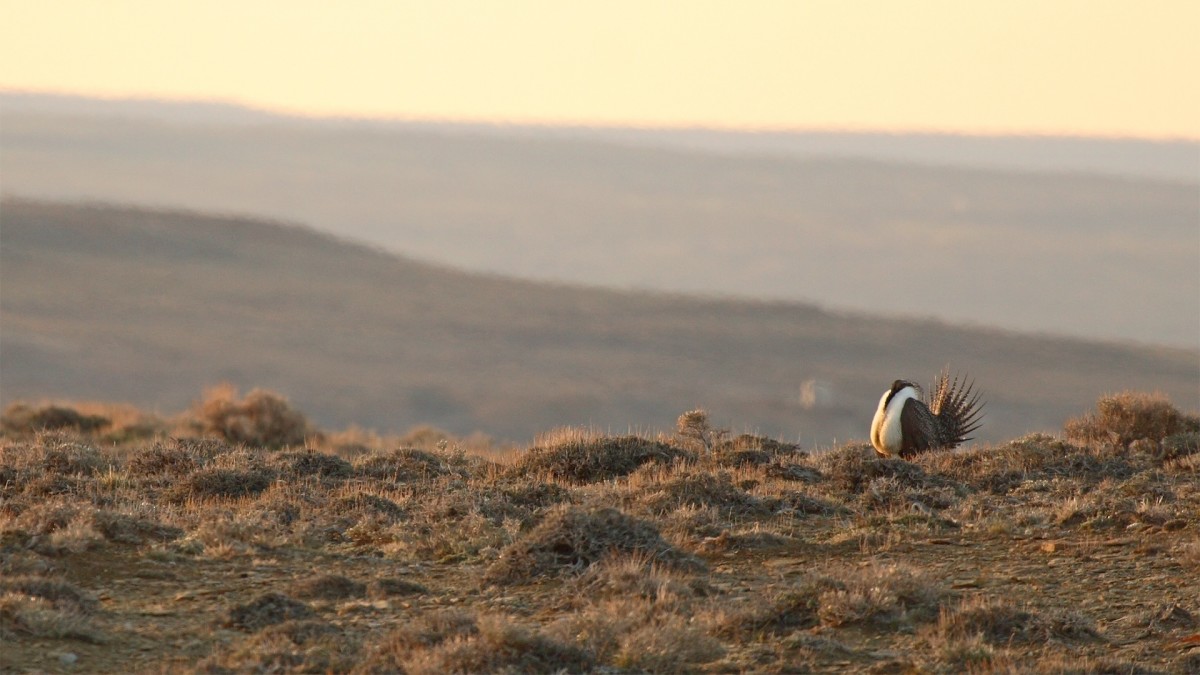 BLM Proposal Aims to Save the Greater Sage Grouse