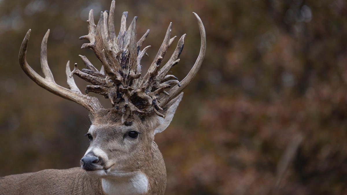 Antler Abnormalities, Deer Ecology & Management Lab