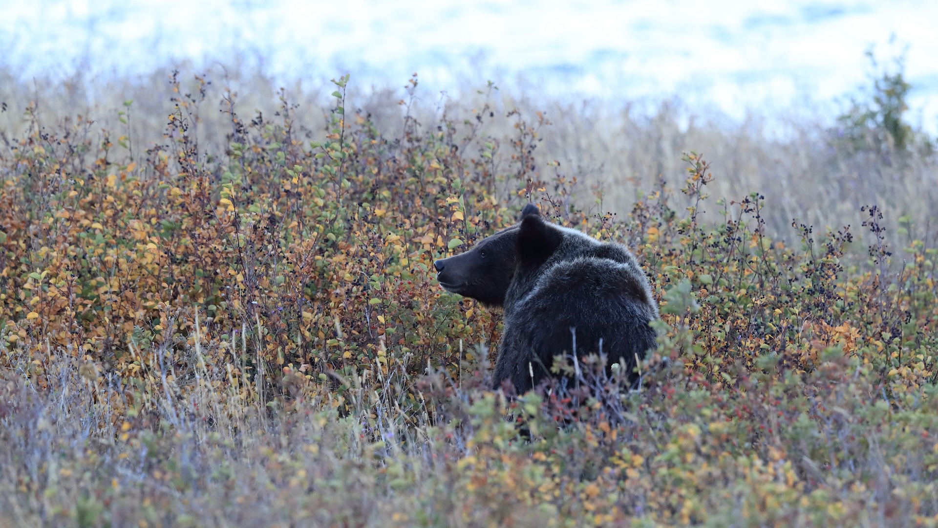 Update: Black Bear Hunter Accidentally Shoots Grizzly After IDFG Staff ...