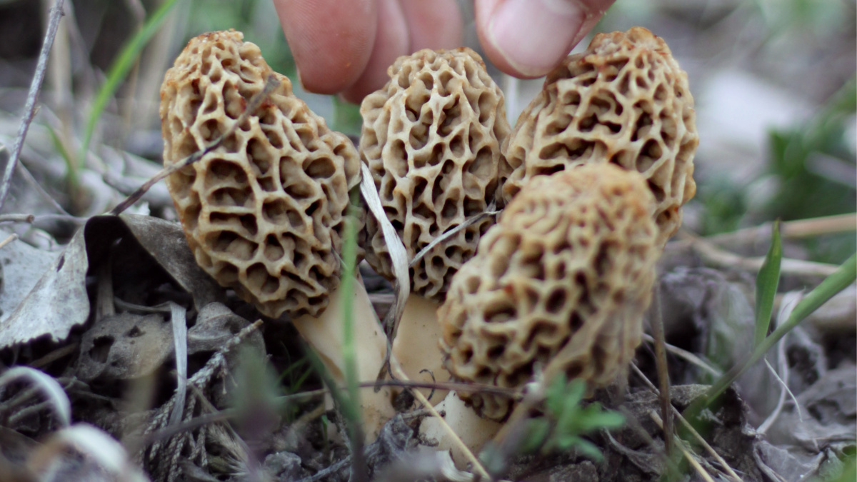 morel mushroom hunting dogs for sale