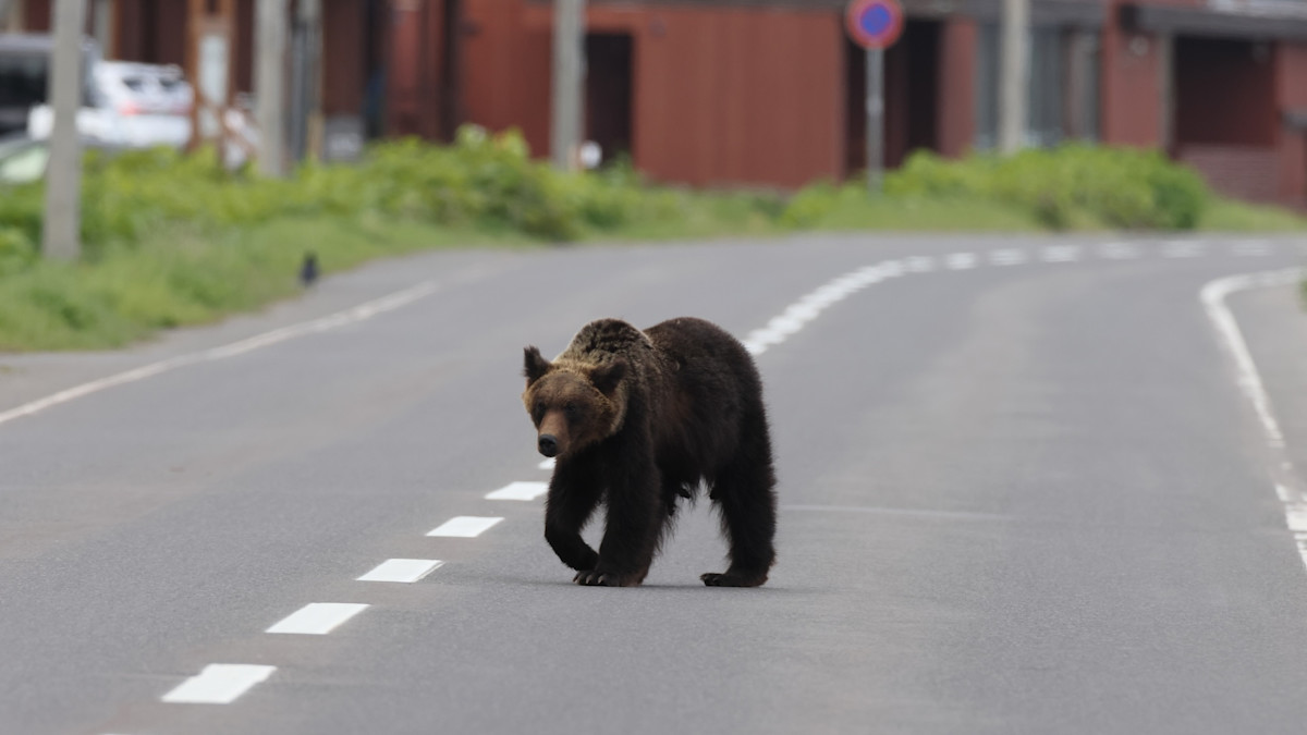 Japanese Military and Hunters Team Up to Tackle Growing Bear Problem