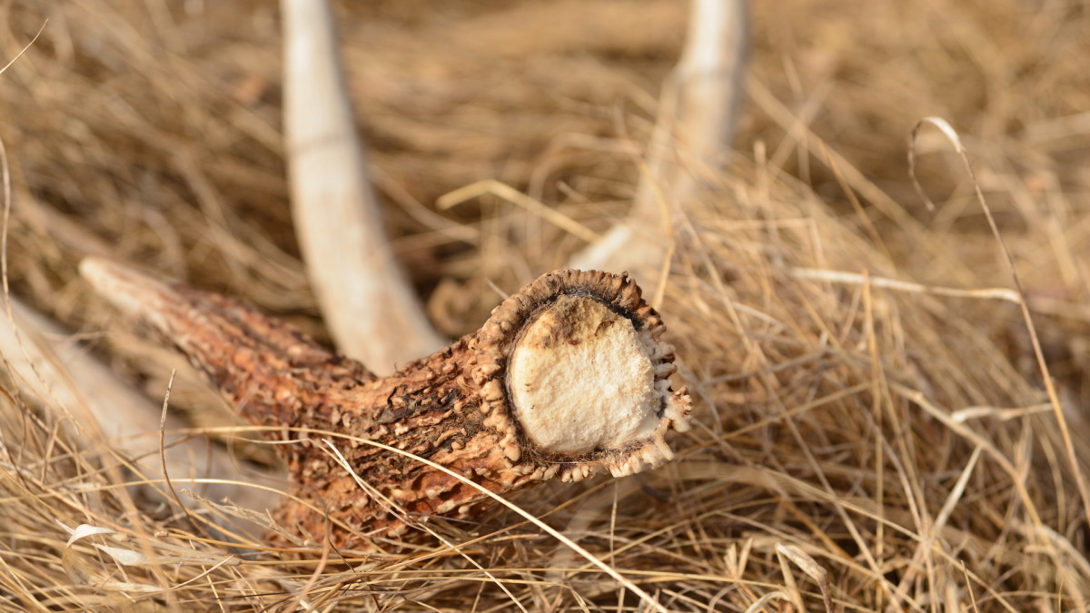 How to Find More Mature Buck Sheds This Winter