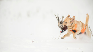 How to Kill a Limit of Pressured Pheasants