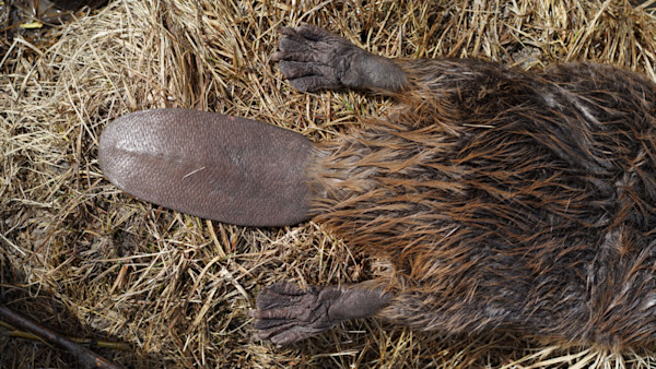 The Blueprint for Banning Beaver Trapping