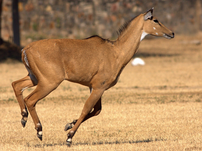 Nilgai_running (1)