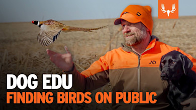 Finding Upland Birds on Public Land