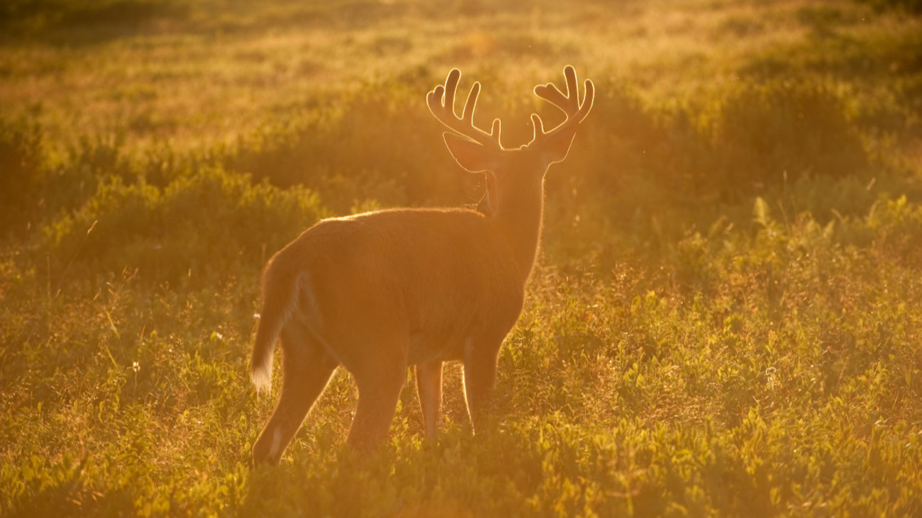 How the Whitetail Nearly Went Extinct