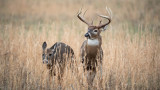 Predicting the 2020 Whitetail Rut