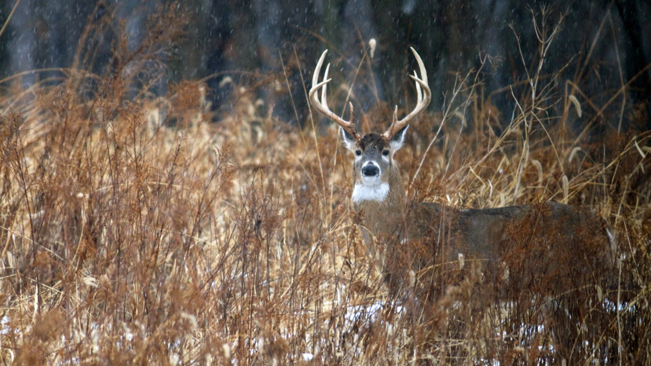 Ask Wired To Hunt: Are the Premier Whitetail States Overrated?