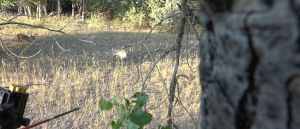 Wired to Hunt Weekly: A Blown Opportunity