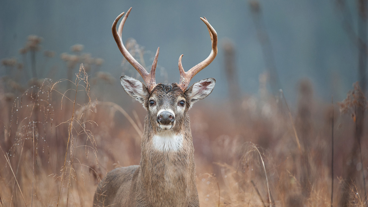 Why You Shouldn t Hold Out for a Bigger Buck MeatEater Wired To Hunt