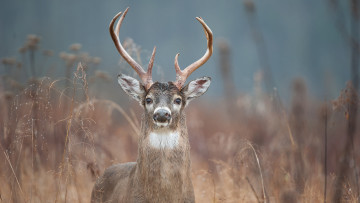 Why You Shouldn’t Hold Out for a Bigger Buck