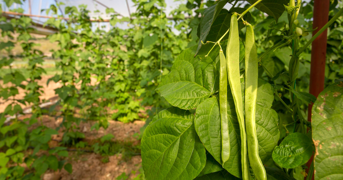 Bean Plant