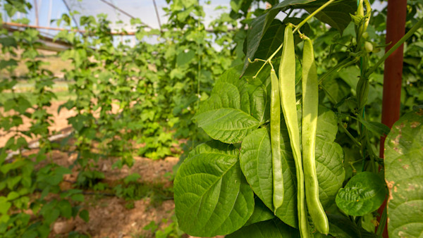 How to Grow Beans