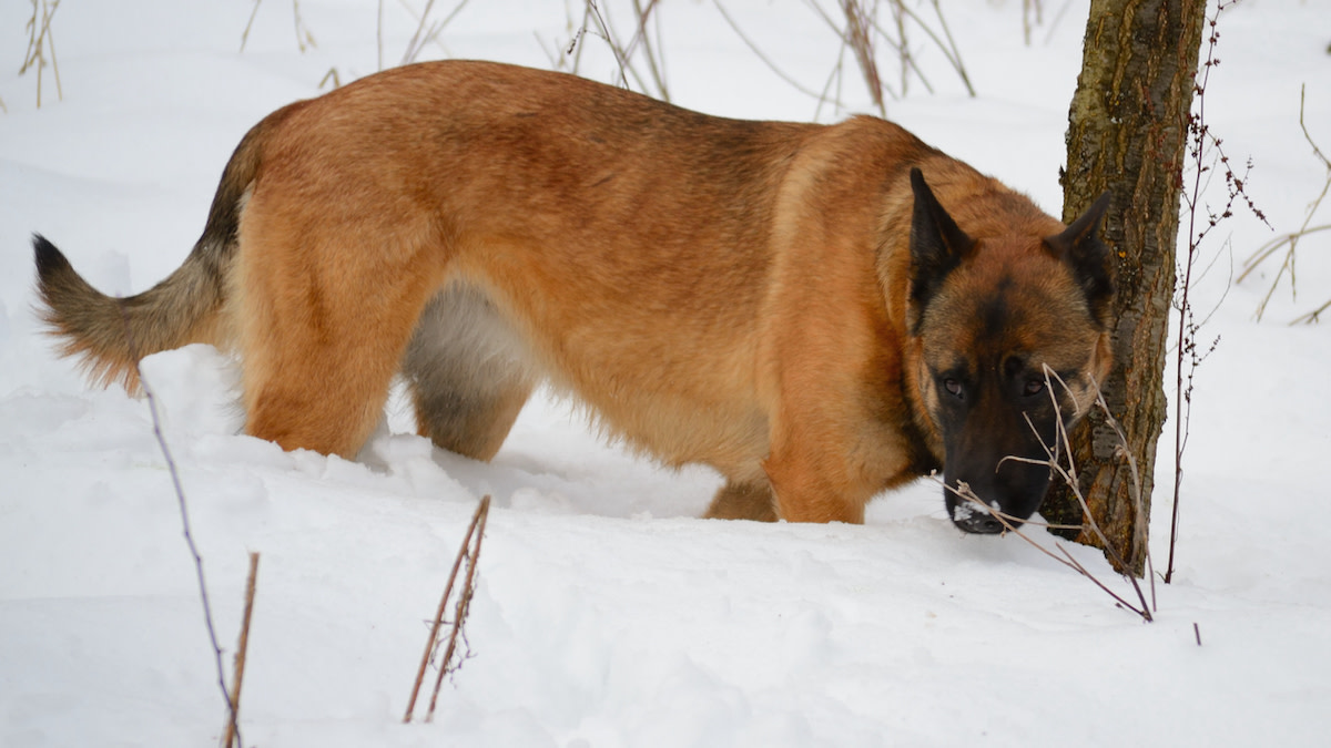 How Scat-Sniffing Dogs Revolutionize Wildlife Research