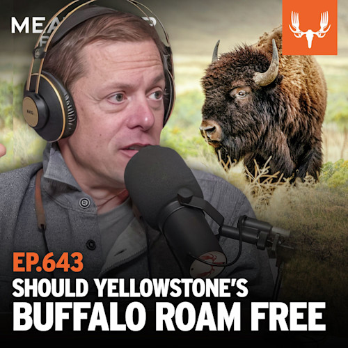 Podcast host speaking into mic beside grazing bison; text "EP.643 SHOULD YELLOWSTONE'S BUFFALO ROAM FREE"