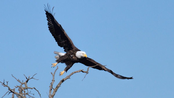 Pair of Bald Eagles Kill 54 Sheep on Idaho Ranch