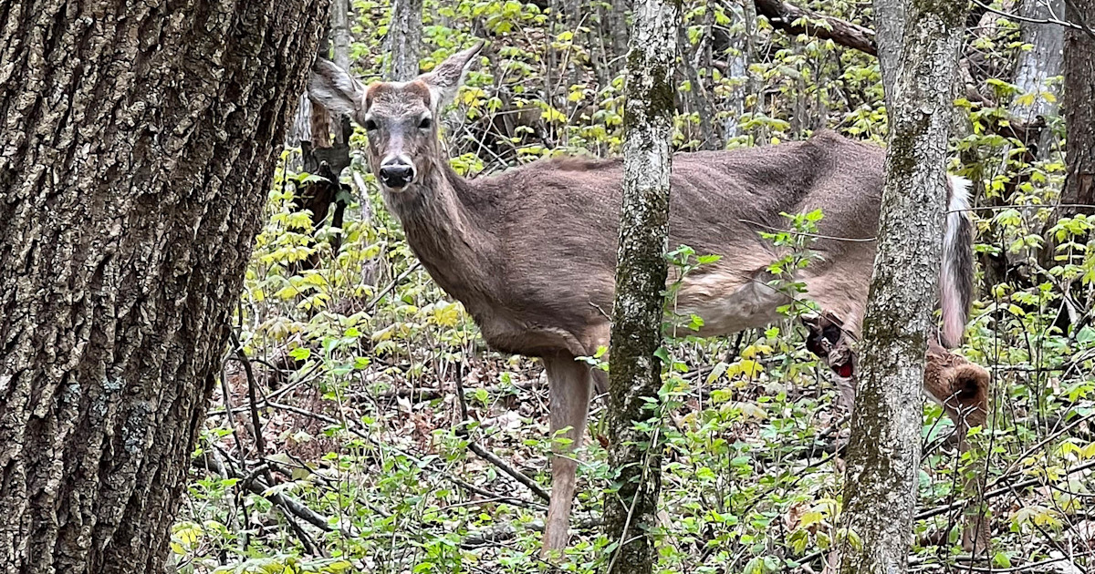 Will CWD Cripple Wisconsin’s Booner-Buck Status? Will CWD Cripple Wisconsin’s Booner-Buck Status?
