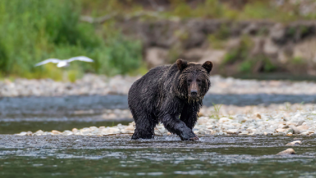Canadian Guides Seek Class Action Lawsuit Over Grizzly Hunting Ban