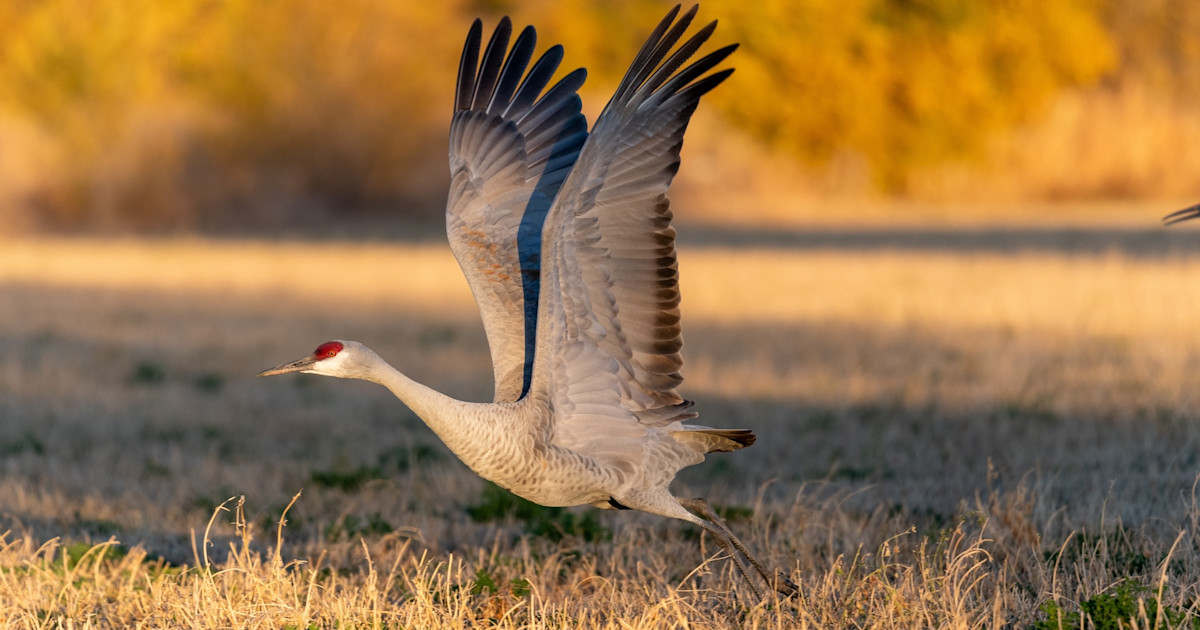 String of Montana Poaching Cases Lands Tennessee Man a Lifetime Hunting Ban String of Montana Poaching Cases Lands Tennessee Man a Lifetime Hunting Ban