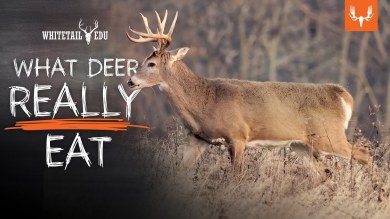 What Deer Really Eat and Why it Matters