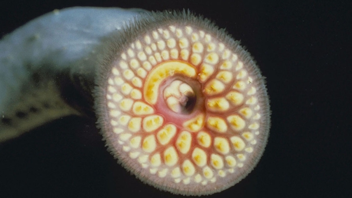 Study Finds that COVID Gave Lamprey an Upper Hand in Great Lakes