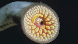 Study Finds that COVID Gave Lamprey an Upper Hand in Great Lakes