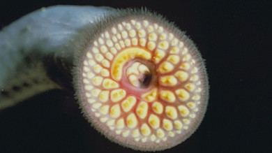 Study Finds that COVID Gave Lamprey an Upper Hand in Great Lakes
