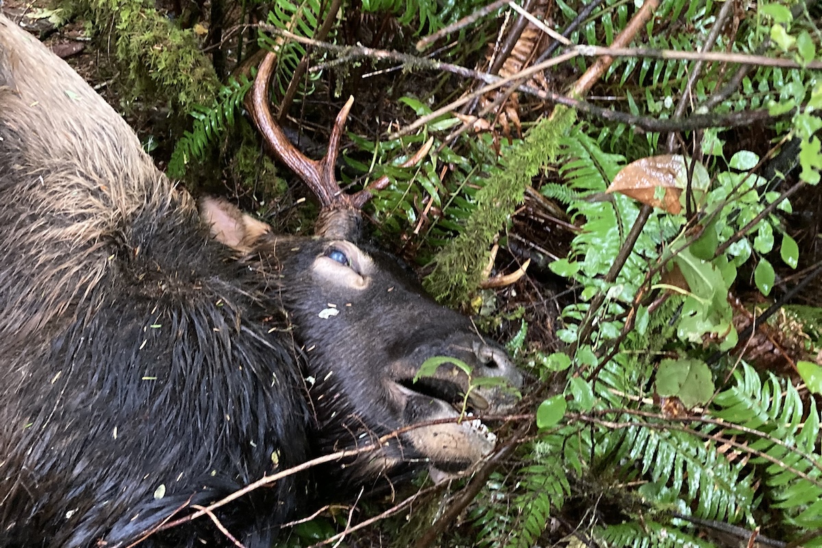 poached elk