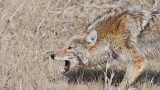 Rhode Island Man Kills Rabid Coyote with Bare Hands