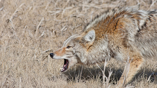 Rhode Island Man Kills Rabid Coyote with Bare Hands