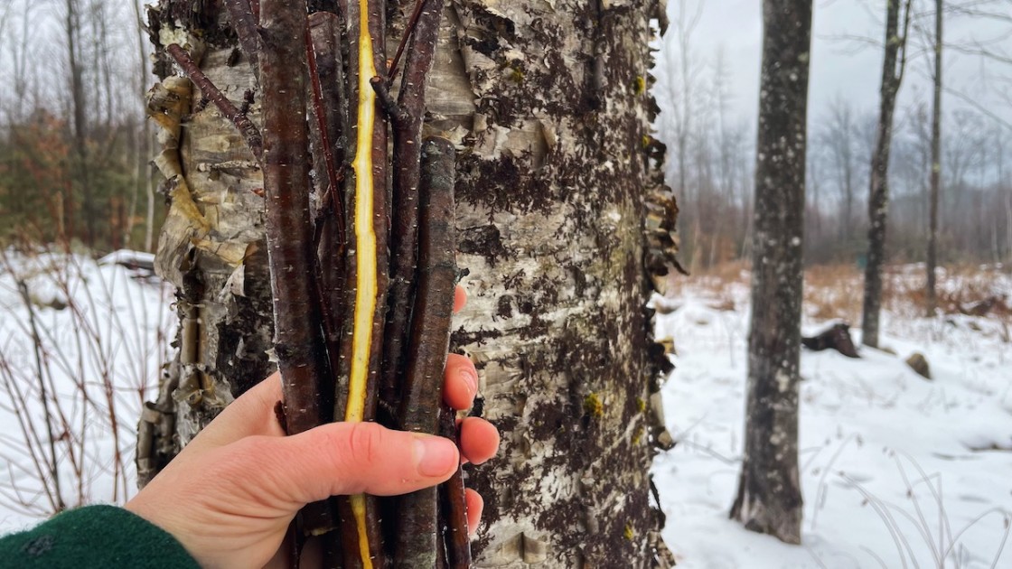 Wild Food Foraging- Yellow Birch Sap- The Taste of Spring! 