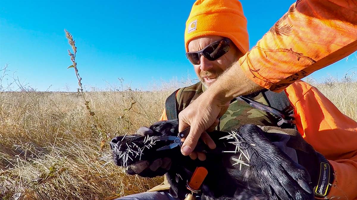 Ask a Vet: How to Deal with Porcupine Quills in a Bird Dog